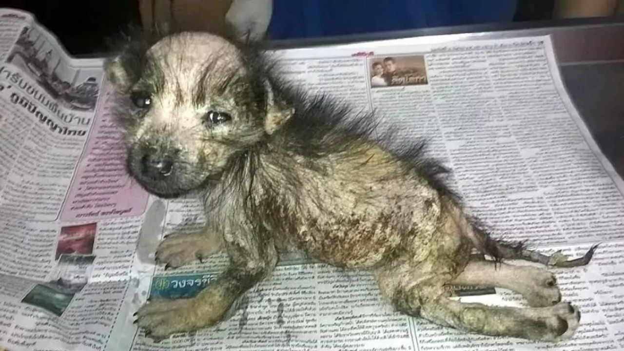 Una cucciola in difficoltà