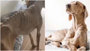 Trasformazione di un cagnolino solo ed abbandonato: diventa un bellissimo Weimaraner