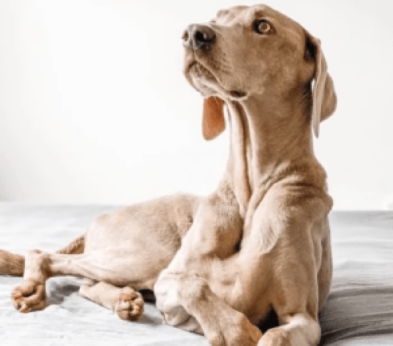 Weimaraner lasciato in casa