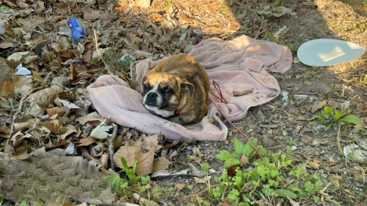 Cagnolina abbandonata nel bosco