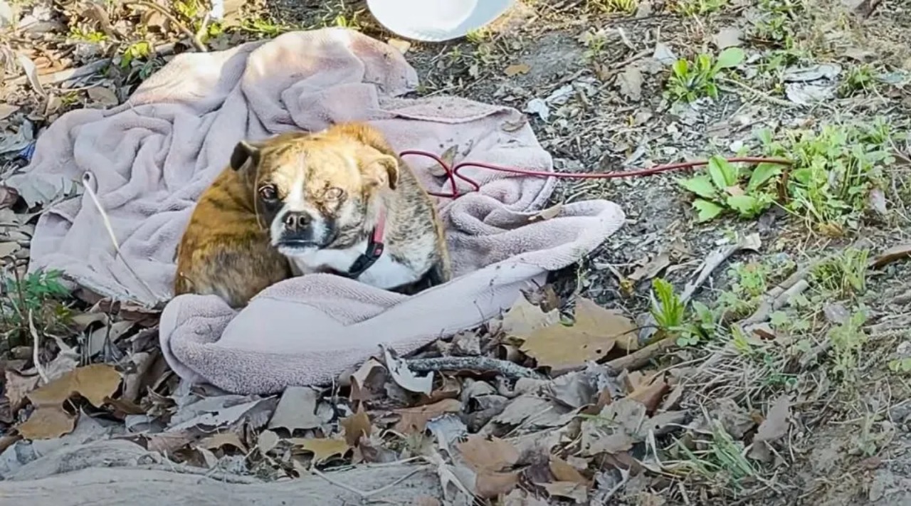 Cagnolina abbandonata nel bosco