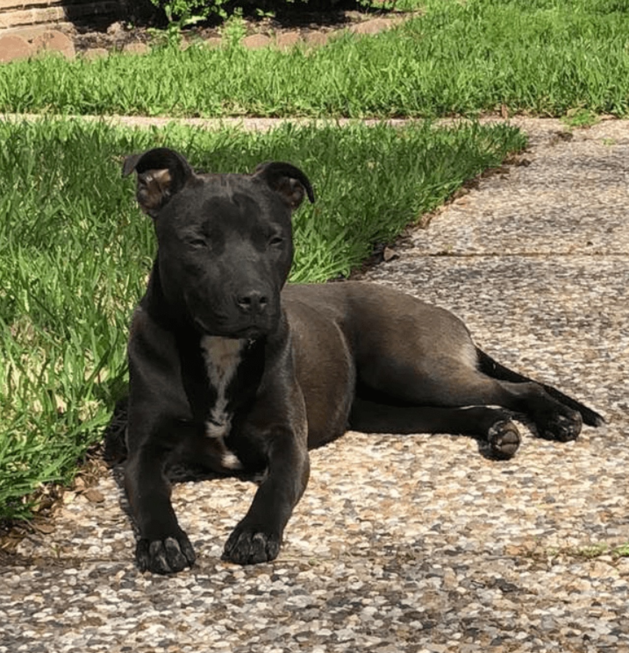 Cagnolina randagia adottata da una donna