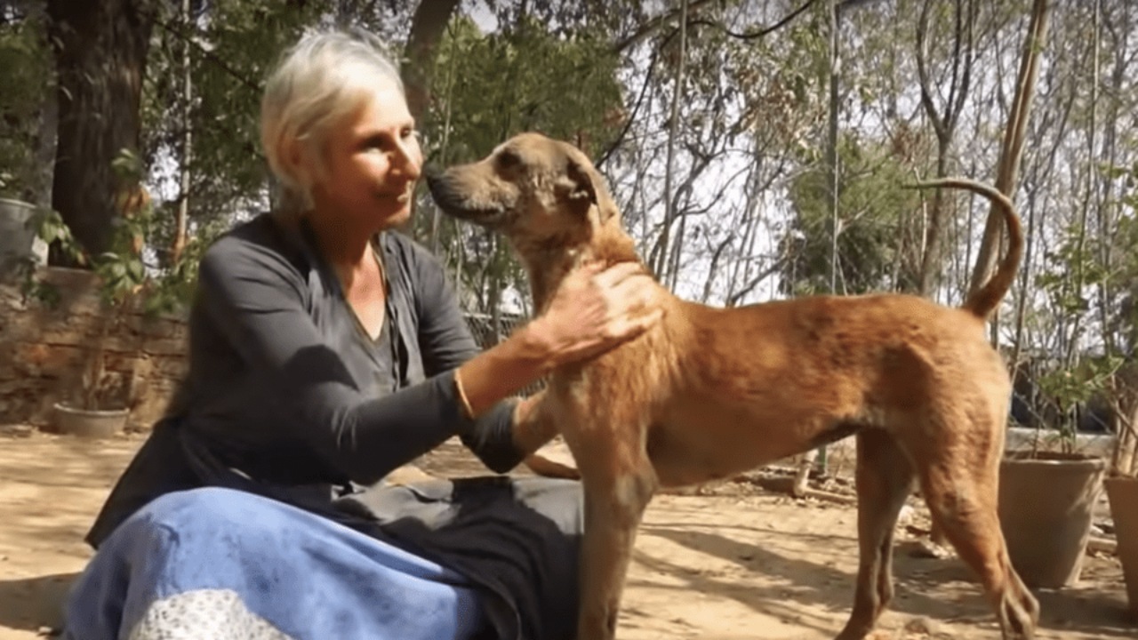 Cagnolina randagia ha una malattia della pelle