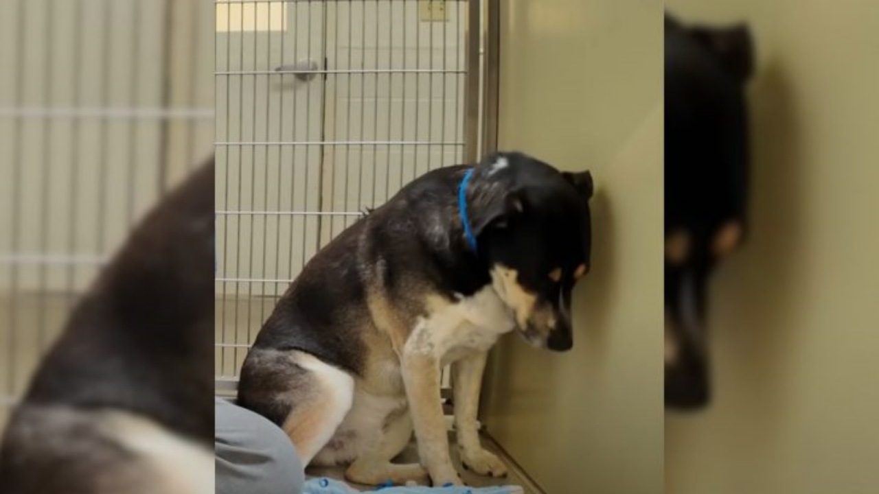 Cane abbandonato in rifugio dal suo padrone