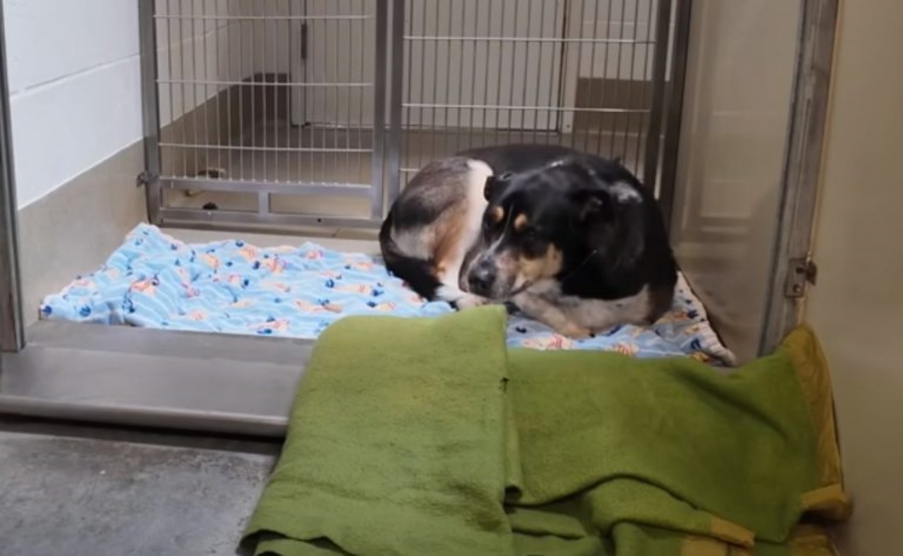 Cane abbandonato in rifugio dal suo padrone