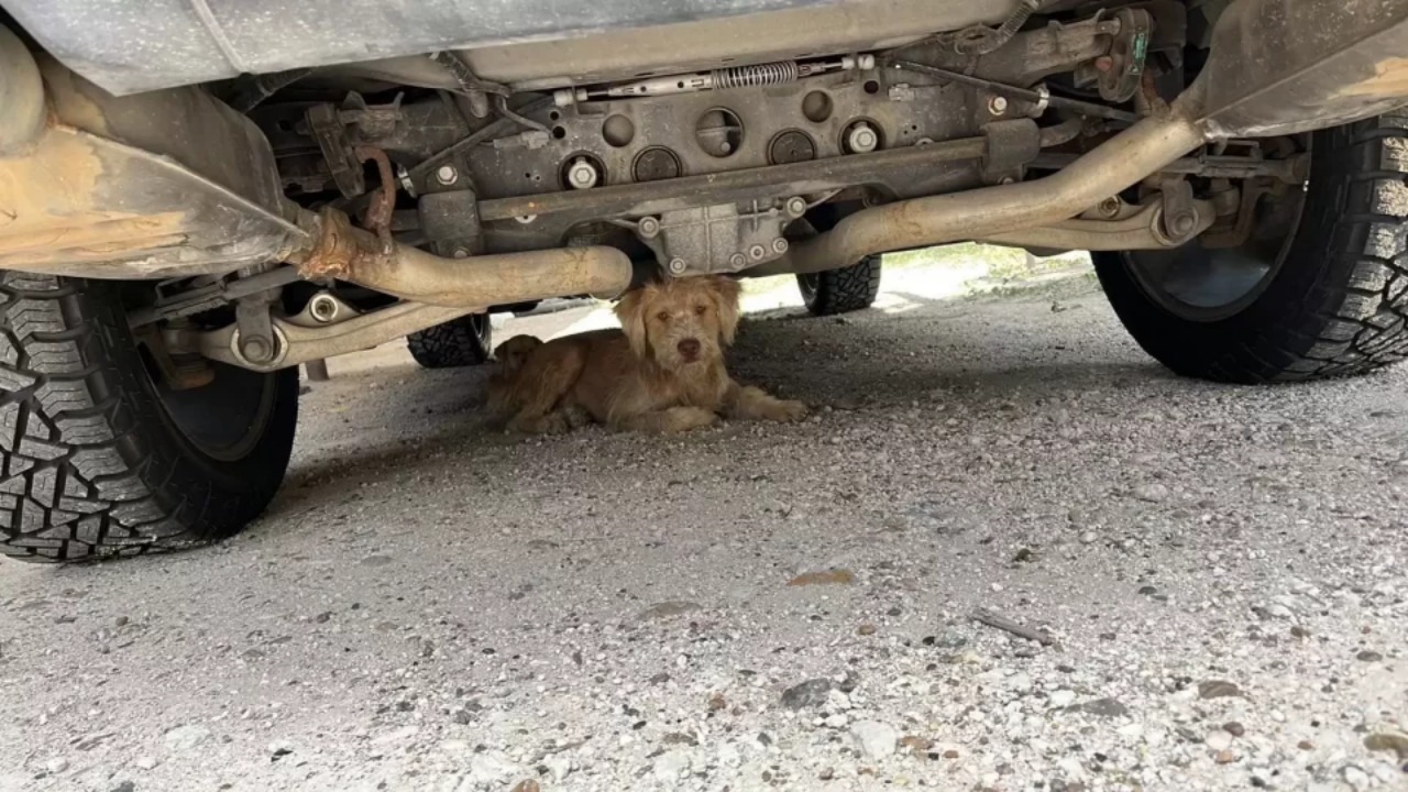 Cane anziano si prende cura di 3 cuccioli non suoi