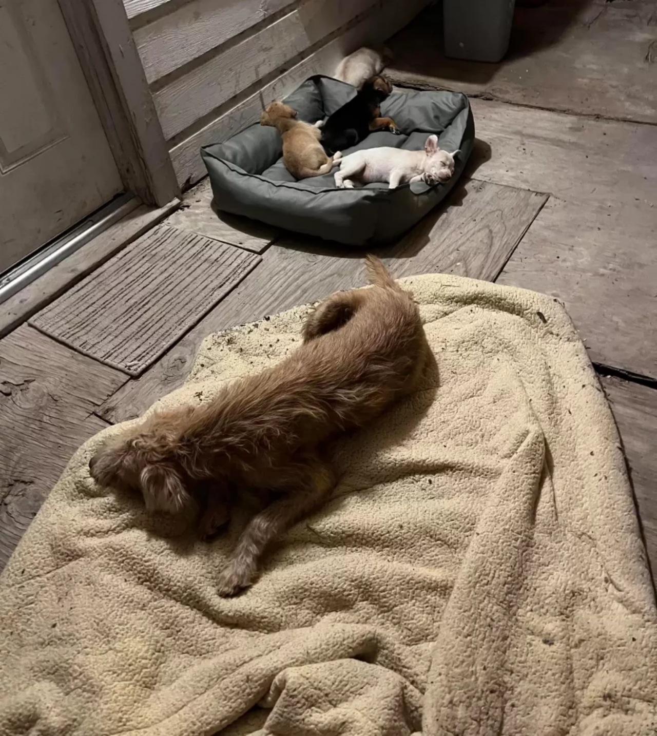 Cane anziano si prende cura di 3 cuccioli non suoi