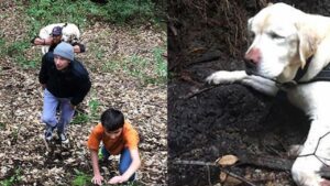 Miracolo nel bosco: vigile del fuoco ritrova e riconsegna cane cieco ai suoi proprietari riconoscenti