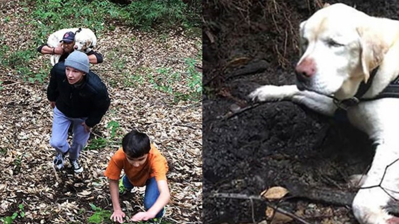 Cane cieco ritrovato da un vigile del fuoco