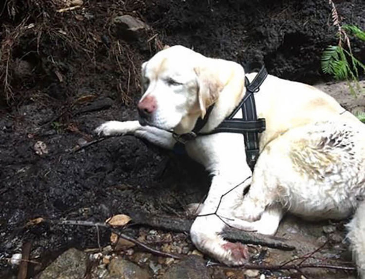 Cane cieco ritrovato da un vigile del fuoco