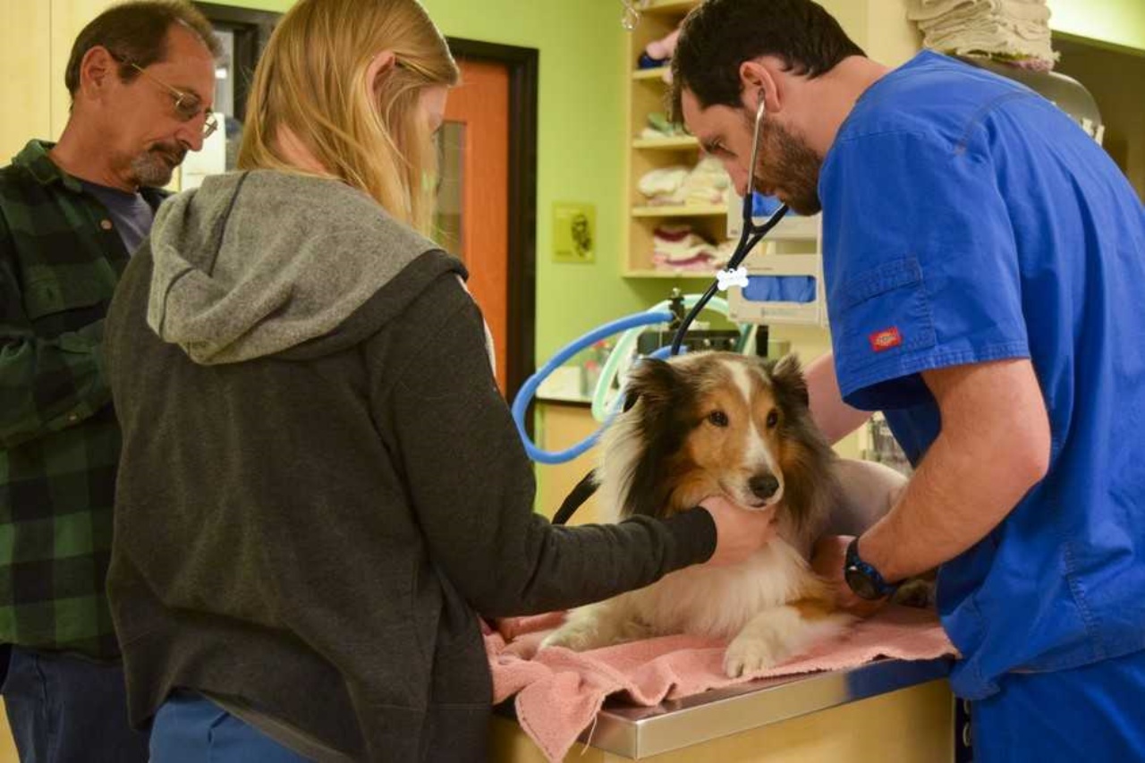 Cane colpito da una paralisi a causa di una zecca