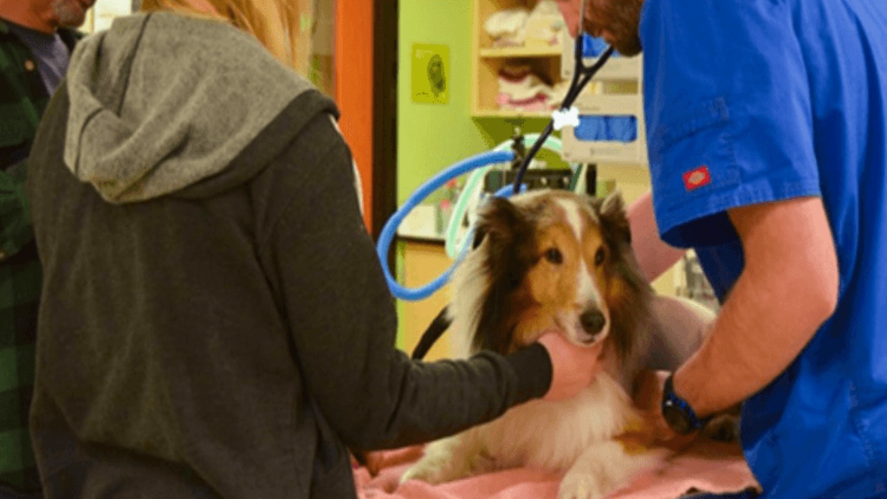 Cane colpito da una paralisi a causa di una zecca