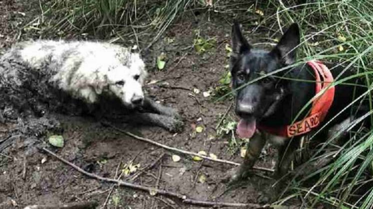 Cane disperso nel bosco, intrappolato nel fango