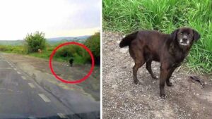 Cane in rifugio organizza la sua scorta di biscottini abituato all’incertezza della vita randagia (VIDEO)