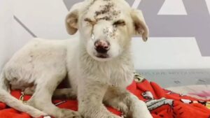 Cane randagio spaventato e maltrattato dai passanti piange disperato (VIDEO)