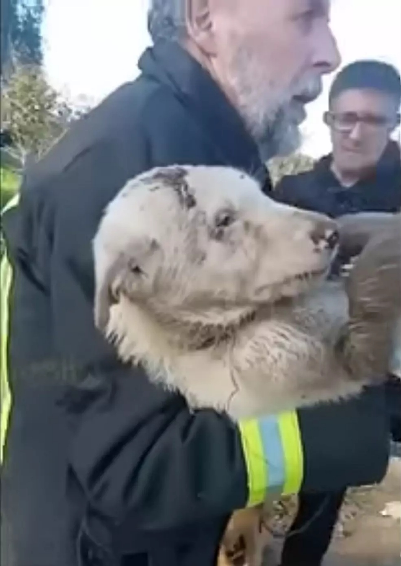 Cane maltrattato e gettato in un fiume