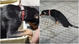 Cane randagio privo delle zampe posteriori e con le orecchie mozzate viene salvato da un anima gentile