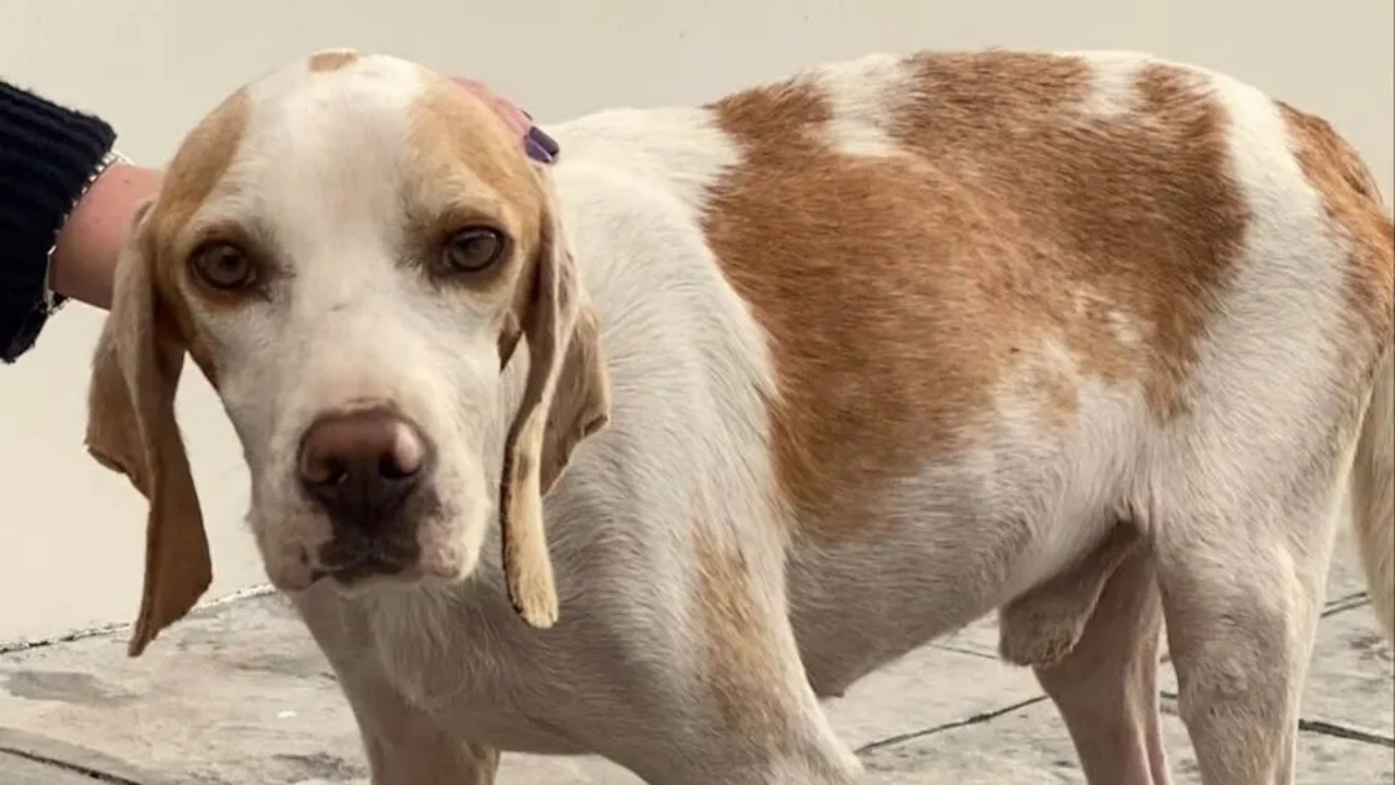 Cane randagio trova famiglia