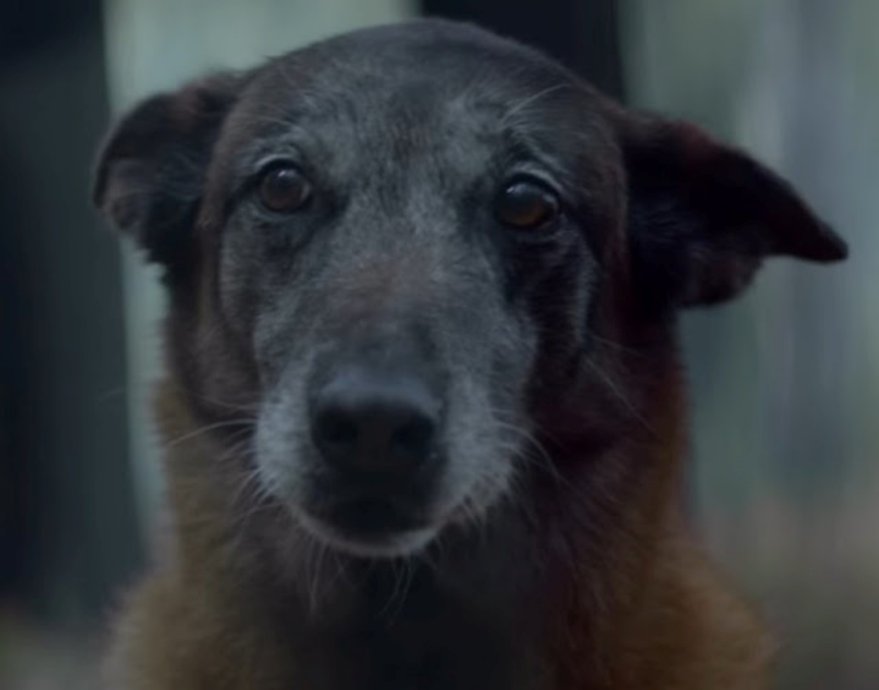 Cane salva il proprietario dall'incidente