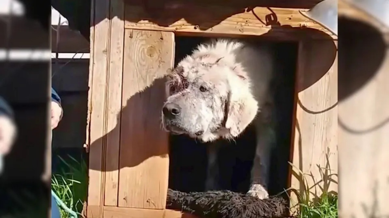 Cane abbandonato dai suoi padroni