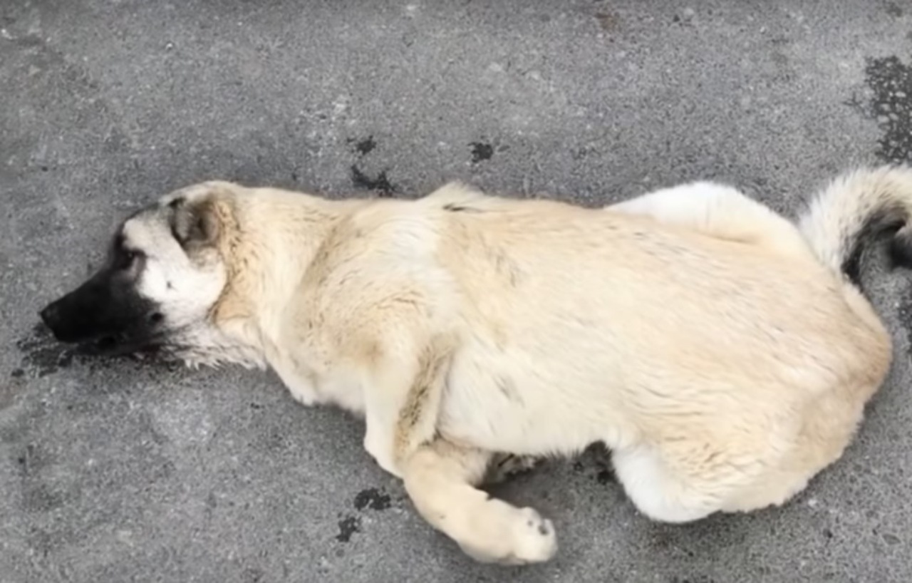 Cane travolto in un incidente