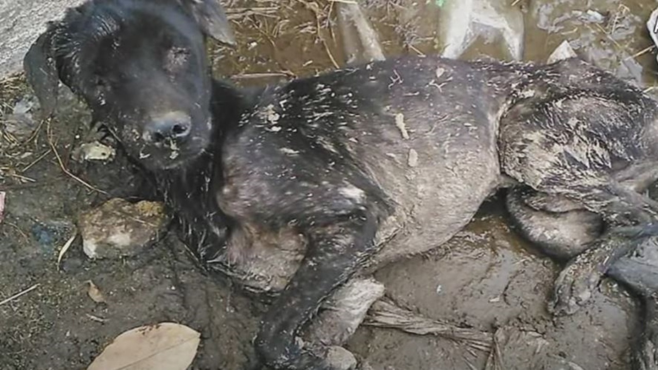 Cucciolo cieco salvato da una donna