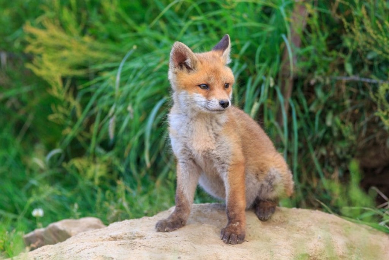 Cucciolo di volpe nella vasca da bagno