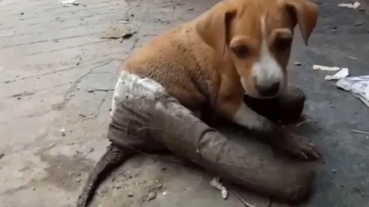 Cucciolo ferito abbandonato per strada