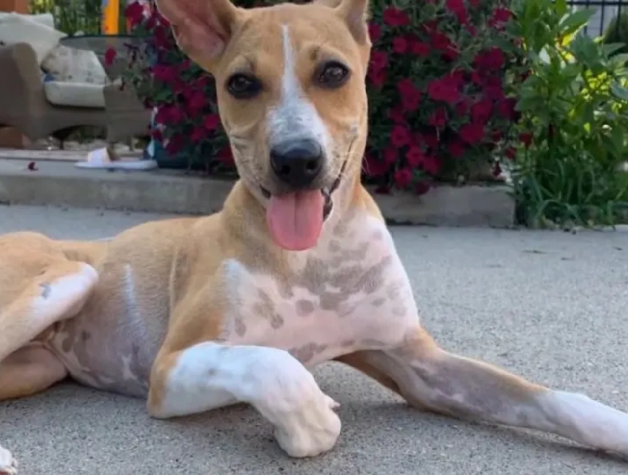 Cucciolo ferito abbandonato per strada