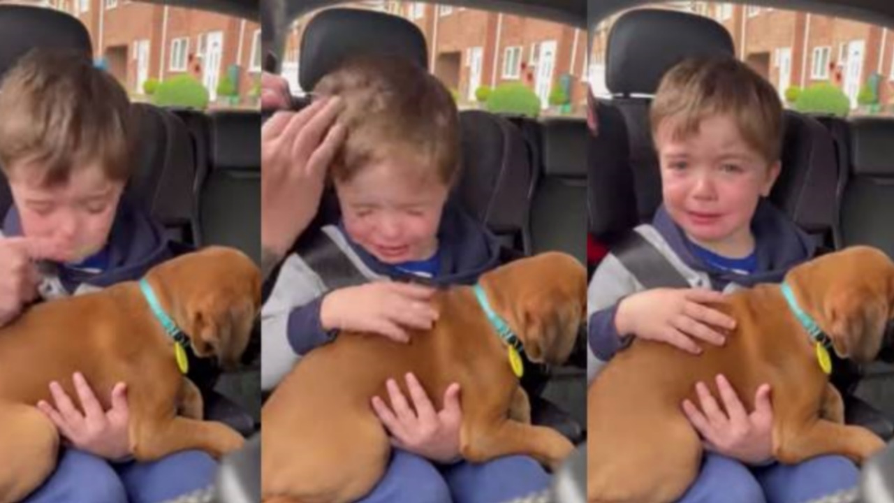 Cucciolo in regalo ad un bambino