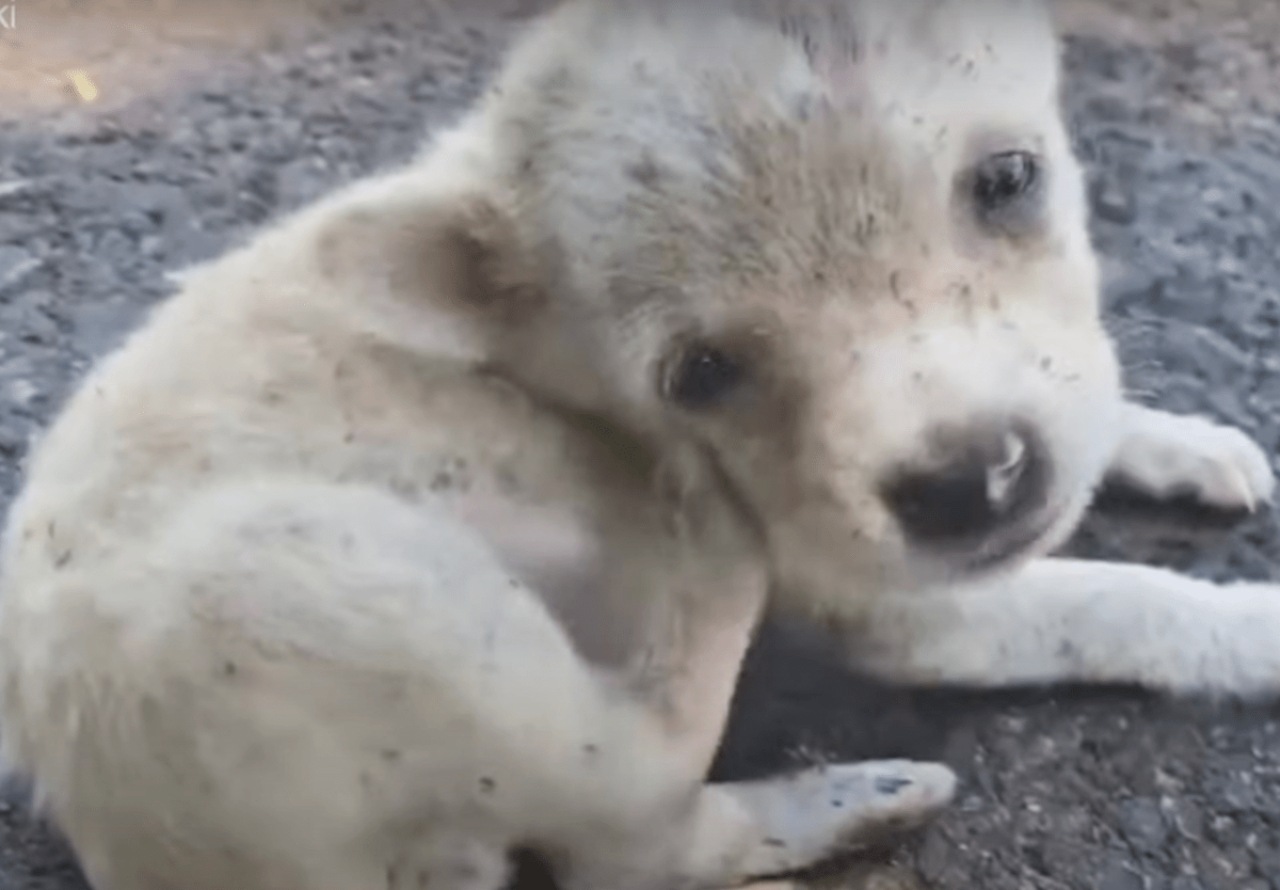 Cucciolo randagio trova una famiglia