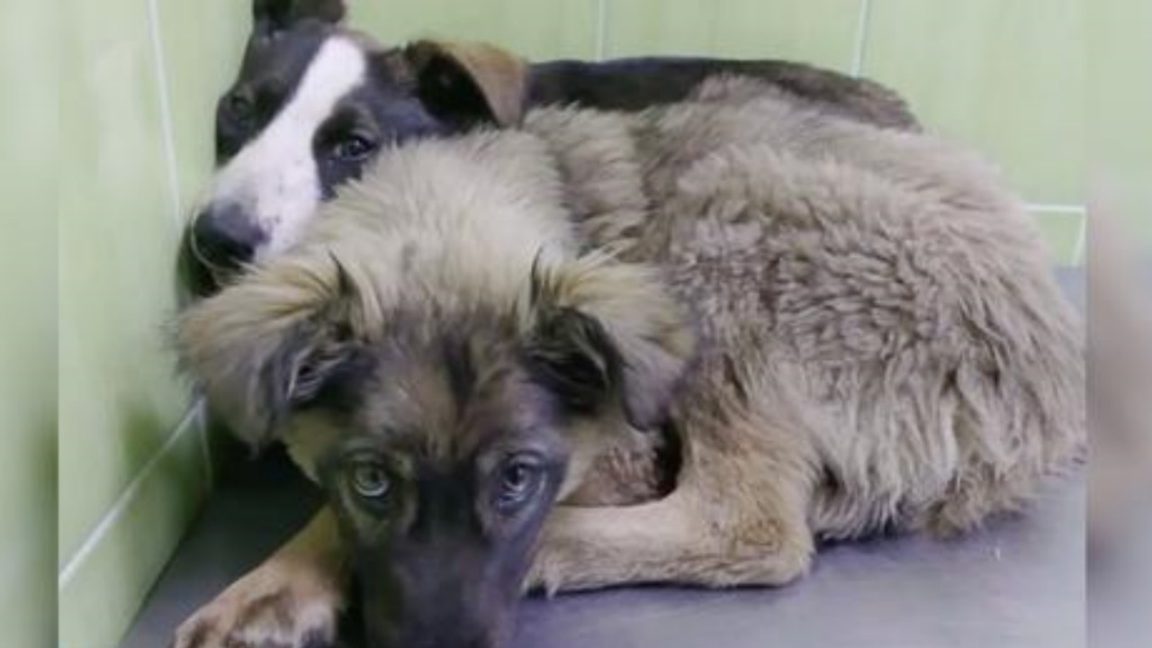 Due cuccioli abbandonati sull'autostrada