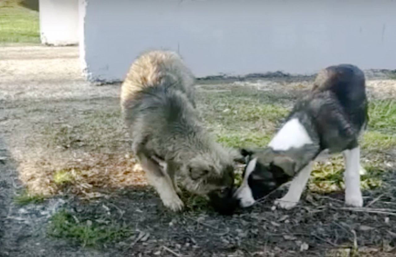 Due cuccioli abbandonati sull'autostrada