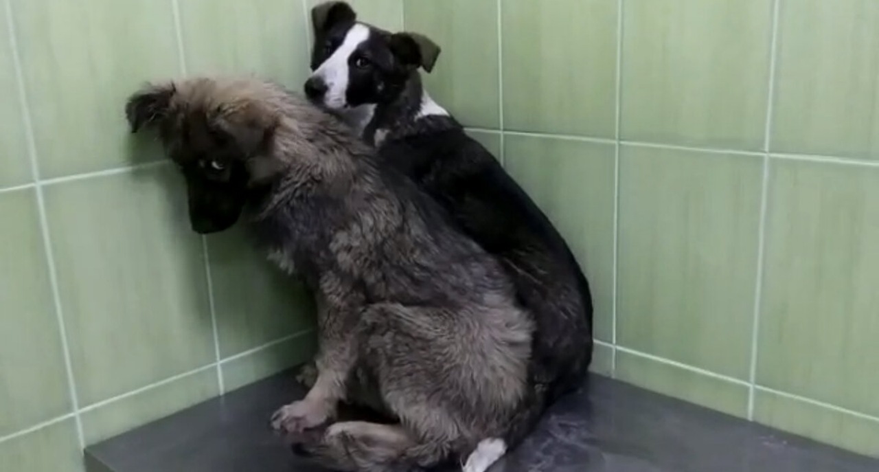 Due cuccioli abbandonati sull'autostrada