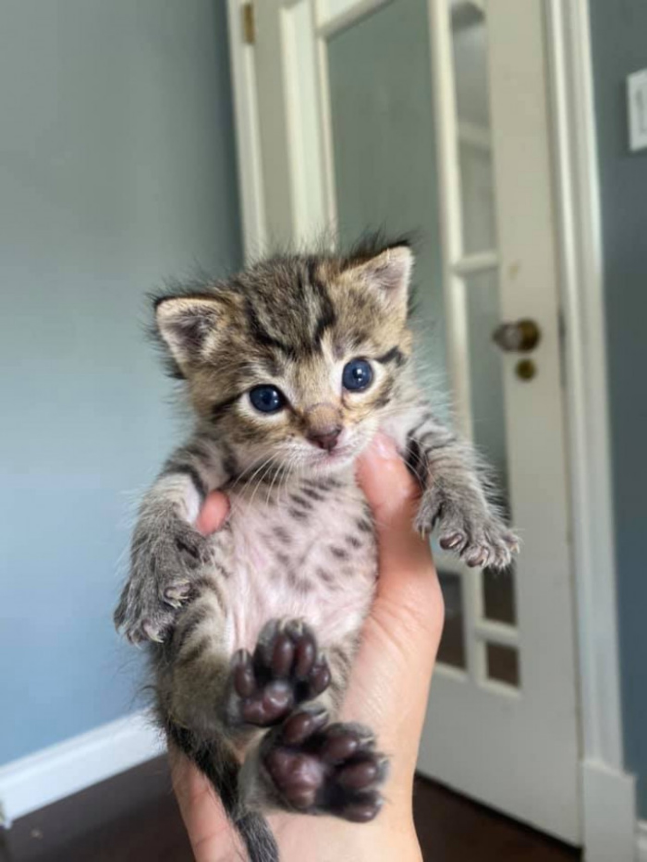 Due gattini trovati da un camionista