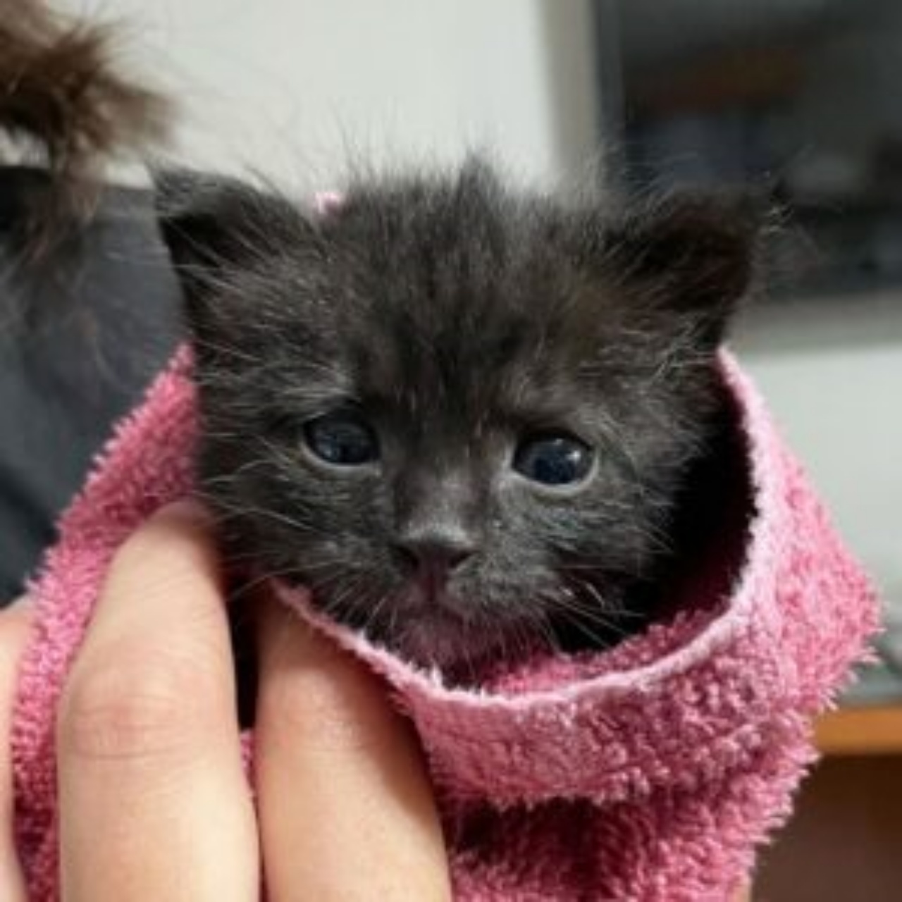 Gattino riconquista il suo colore nero