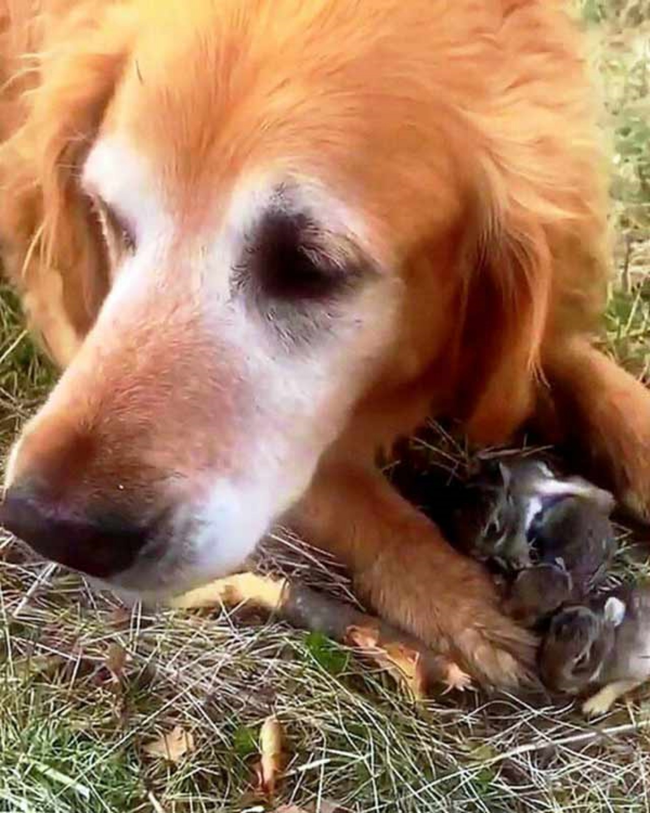 Golden Retriever protegge dei coniglietti