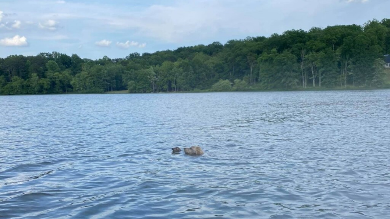 Goldendoodle salva un piccolo cerbiatto