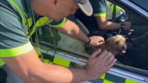 La guardia civile ritrova una cagnolina smarrita vicino all’autostrada: i proprietari piangono di gioia (VIDEO)