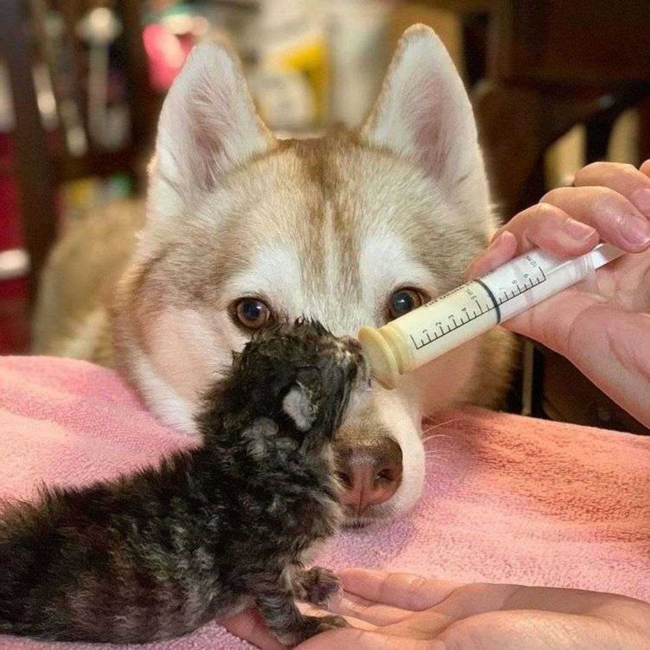 Husky si prende cura dei micetti