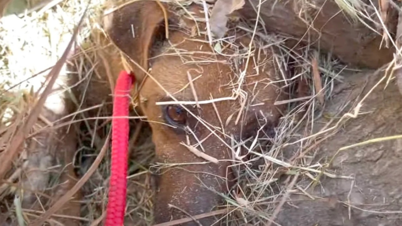 Mamma cane intrappolata sotto l'albero