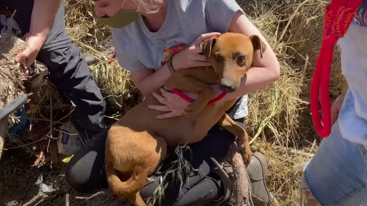 Mamma cane intrappolata sotto l'albero