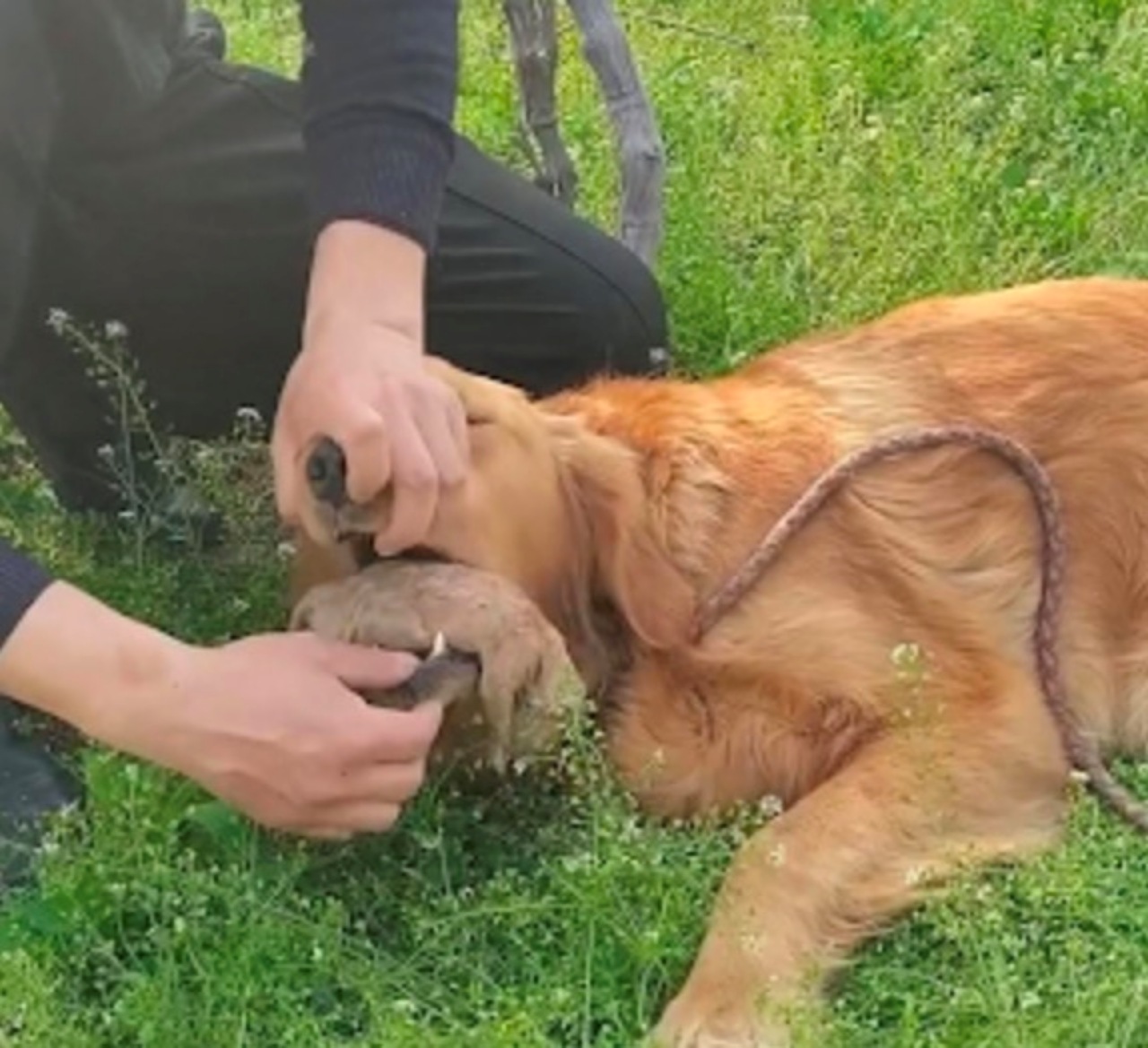 Mamma cane non rinuncia ai suoi piccoli