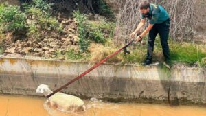 Pecorella smarrita cade in un canale: Guardia civile interviene e le salva la vita