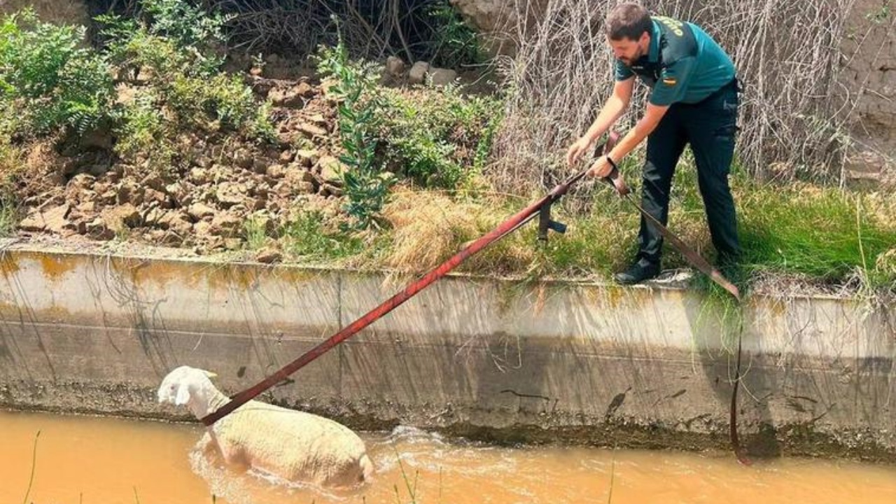 Pecorella cade nel fossato