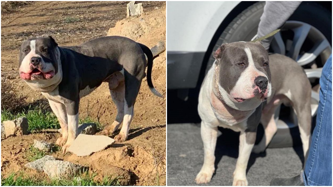 Pitbull trovato nella spazzatura