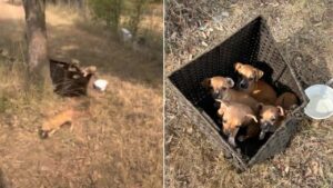 Un incontro fortuito: quattro piccoli cuccioli nascosti in una scatola di vimini (VIDEO)