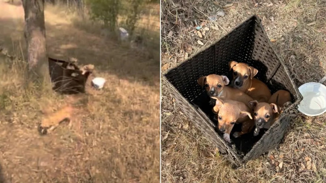 Quattro cuccioli trovati in una scatola di vimini