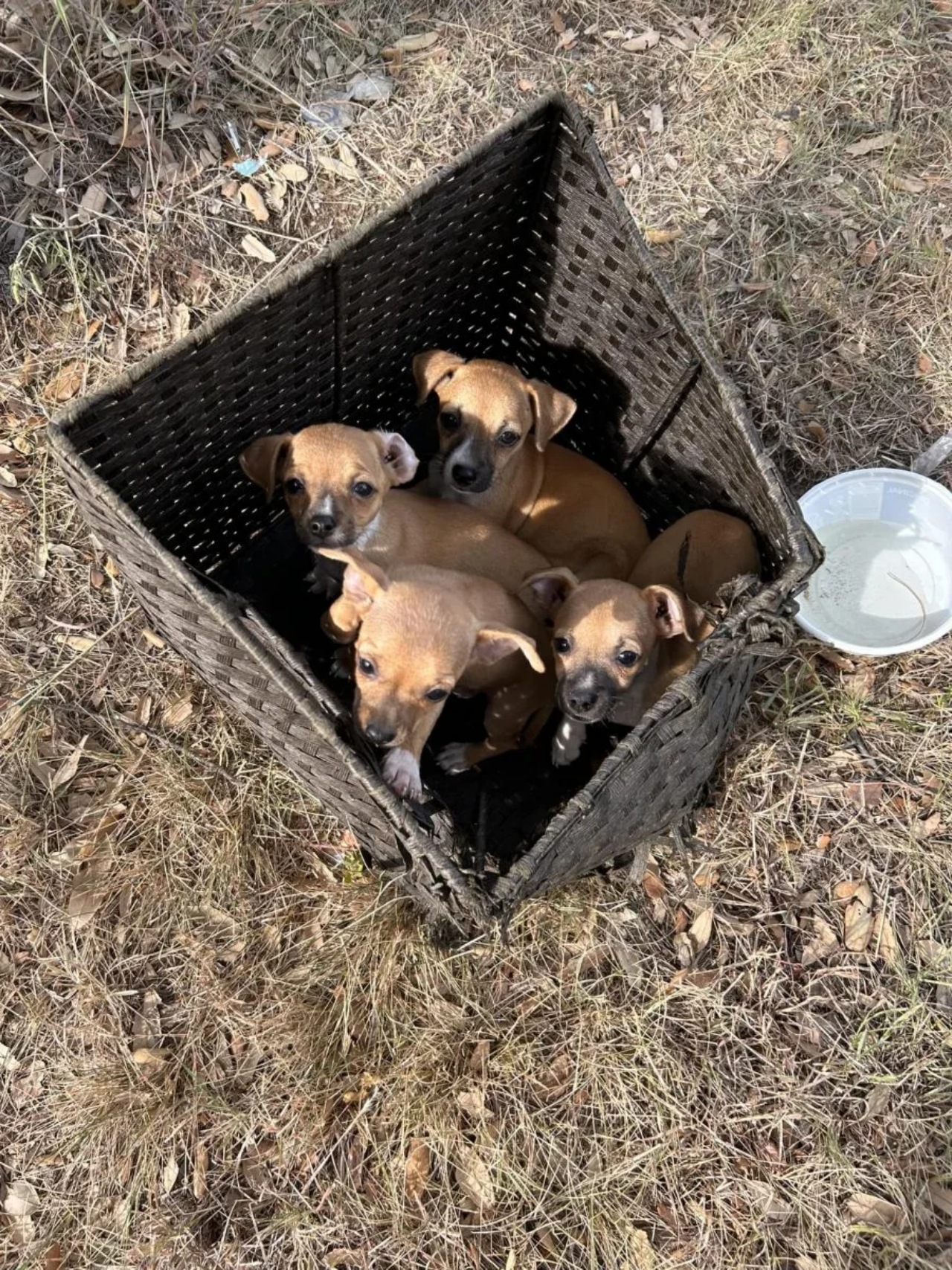 Quattro cuccioli trovati in una scatola di vimini