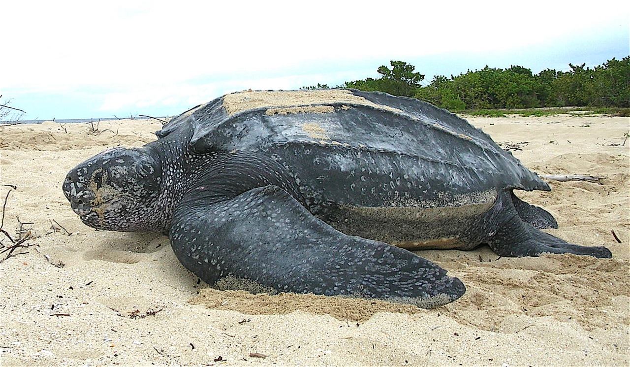 Bocca spaventosa della tartaruga Liuto